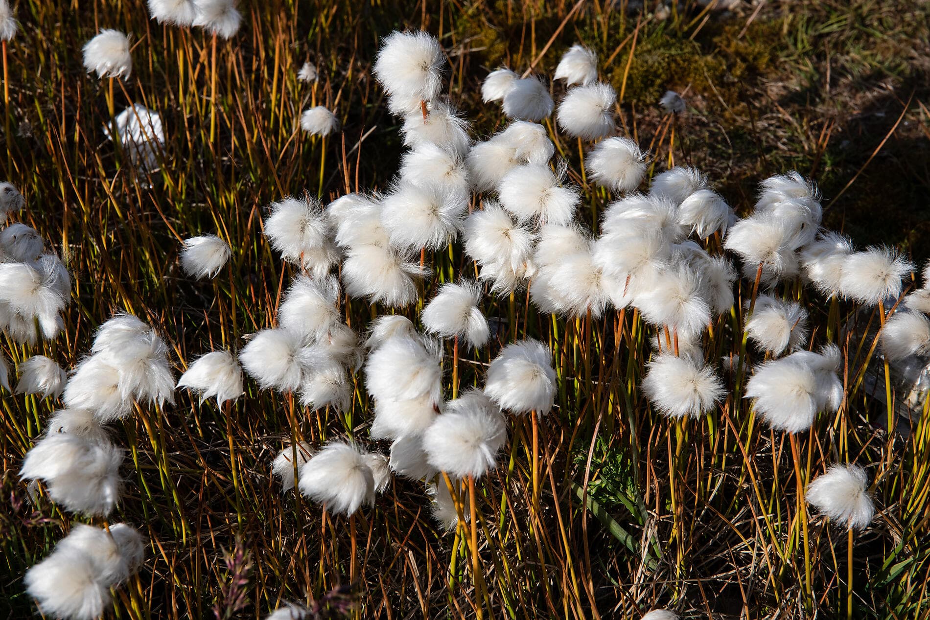 Du Svalbard à l'Islande : odyssée polaire 