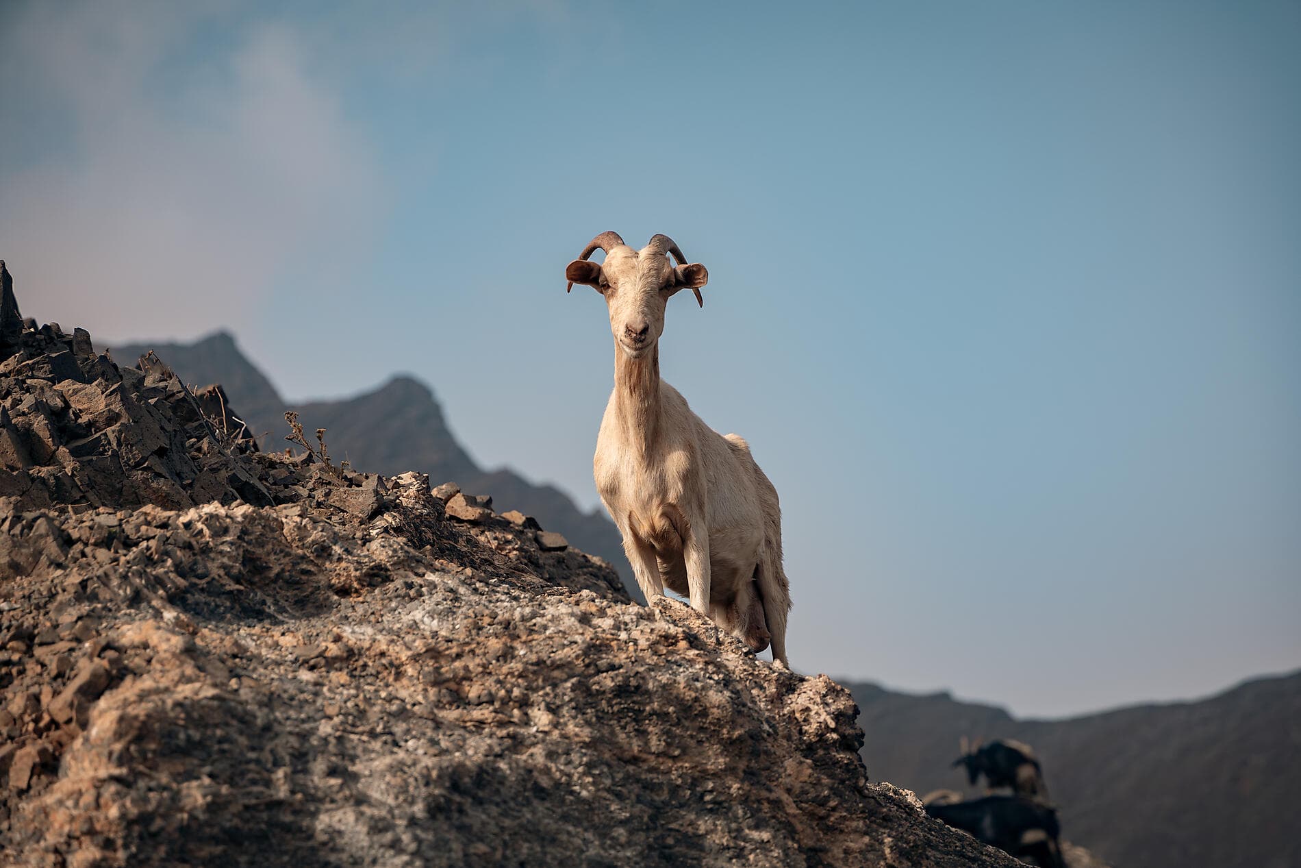 Entre volcans et océan, des Canaries au Cap-Vert  