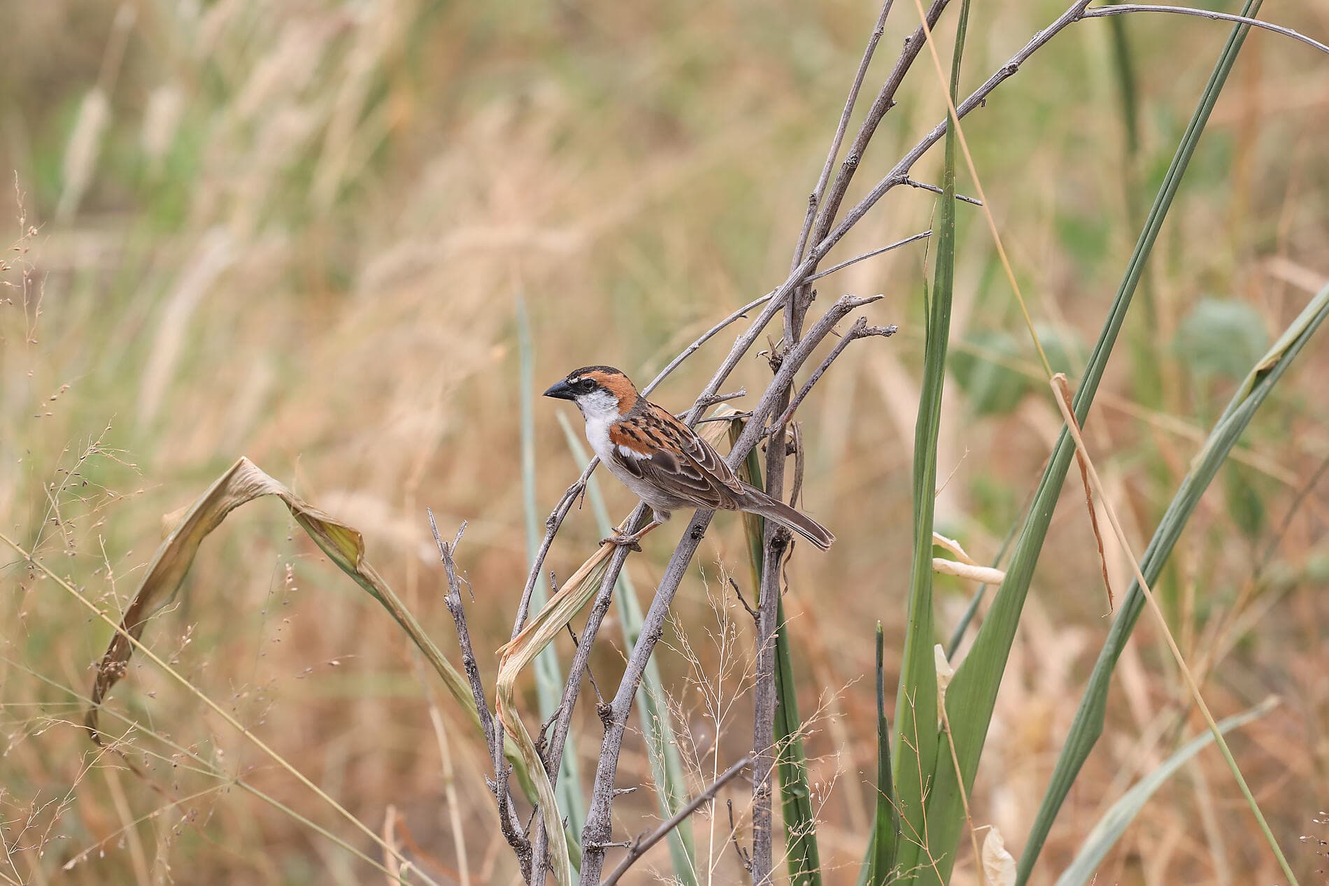 Entre volcans et océan, des Canaries au Cap-Vert  