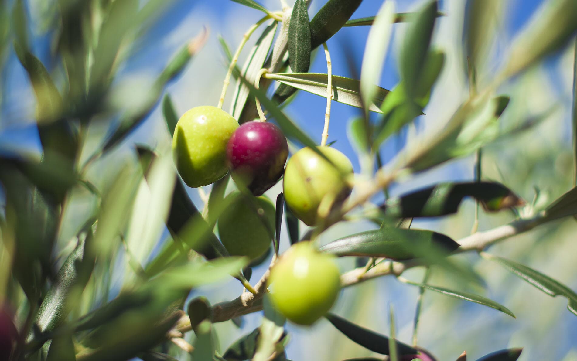 Le Ponant d’île en île, d’Athènes à Dubrovnik 