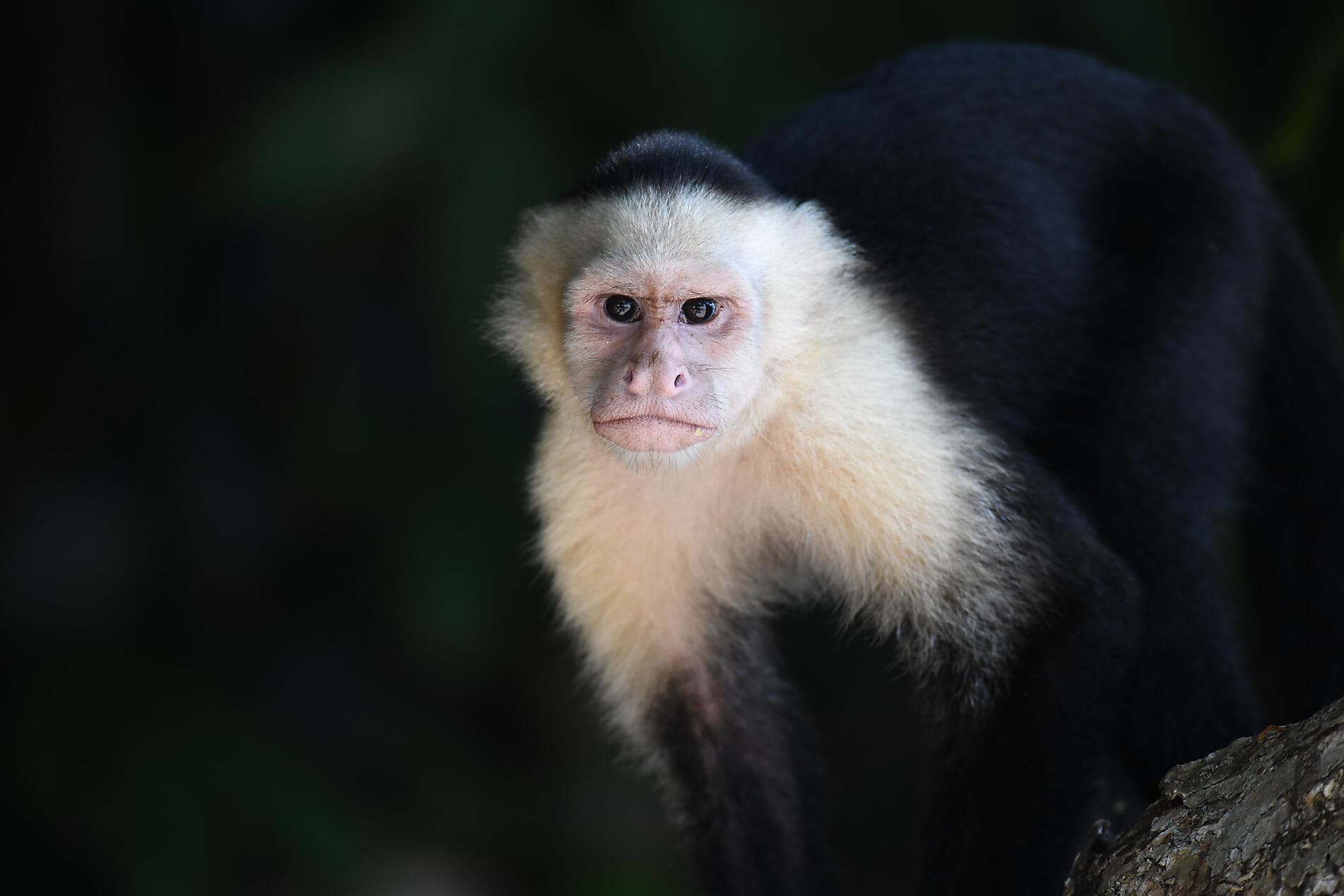 De la beauté sauvage du Panama aux rivages péruviens 