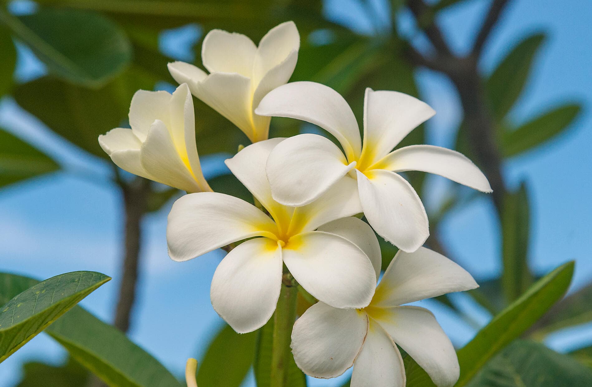 Îles de la Société et Tuamotu ©StudioPONANT-LaurenceFischer