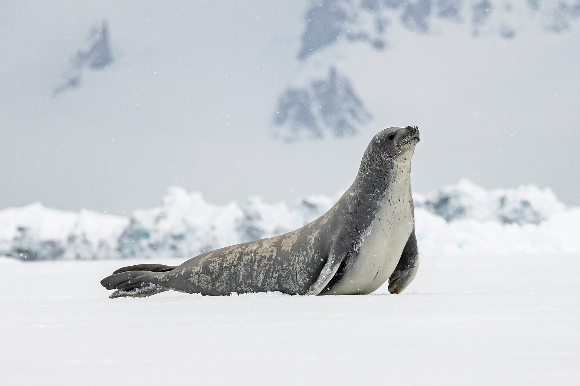 Dans le sillage de Jean-Baptiste Charcot 